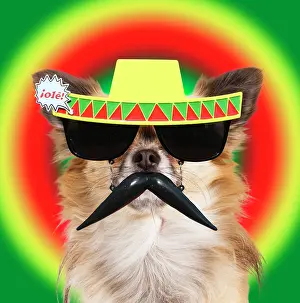 100817: Dog - long-haired Chihuahua wearing sunglasses with