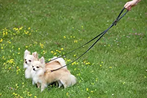 Walked: Dog - two long-haired chihuahuas on lead outside