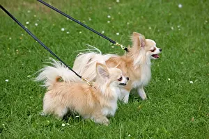 Walked: Dog - two long-haired chihuahuas on lead outside