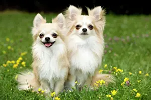 Jean-michel Labat: Dog - two long-haired chihuahuas outside