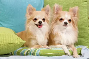 Expresssions: Dog - two Long-haired Chihuahuas sitting on cushions