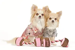 Doggy: Dog - two Long-haired Chihuahuas in studio wearing