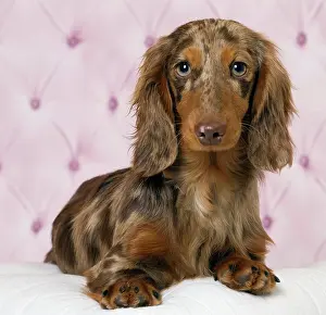Hairedlong: Dog Long Haired Dachshund puppy