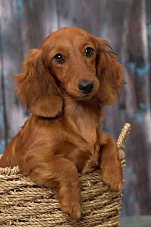 Hairedlong: Dog Long Haired Dachshund puppy