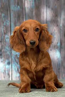 Hairedlong: Dog Long Haired Dachshund puppy