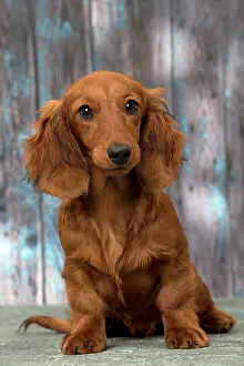 Hairedlong: Dog Long Haired Dachshund puppy