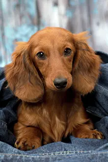 Hairedlong: Dog Long Haired Dachshund puppy