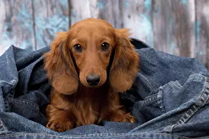 Hairedlong: Dog Long Haired Dachshund puppy