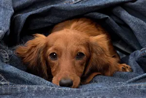 Comfortable: Dog Long Haired Dachshund puppy