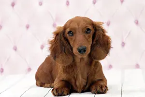 Hairedlong: Dog Long Haired Dachshund puppy