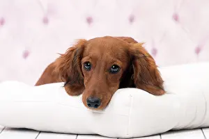 Hairedlong: Dog Long Haired Dachshund puppy