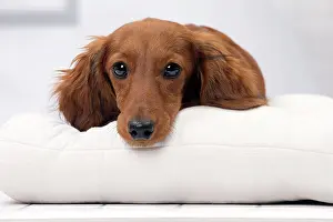 Hairedlong: Dog Long Haired Dachshund puppy