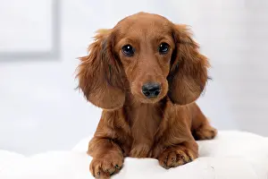 Hairedlong: Dog Long Haired Dachshund puppy