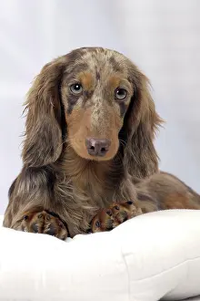 Hairedlong: Dog Long Haired Dachshund puppy