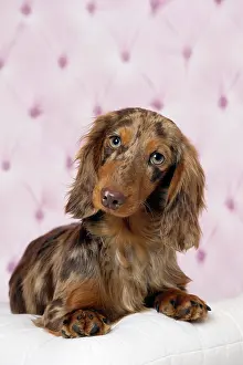 Cocked: Dog Long Haired Dachshund puppy