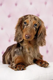 Hairedlong: Dog Long Haired Dachshund puppy