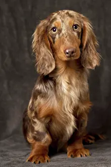 Hairedlong: Dog Long Haired Dachshund puppy