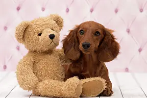 Hairedlong: Dog Long Haired Dachshund puppy with teddy bear