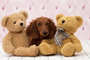 Hairedlong: Dog Long Haired Dachshund puppy with teddy bears