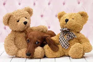 Hairedlong: Dog Long Haired Dachshund puppy with teddy bears