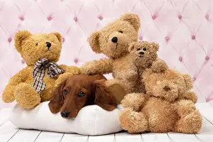 Hairedlong: Dog Long Haired Dachshund puppy with teddy bears