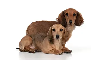Dachsund: DOG - Long haired dachshund standing with short