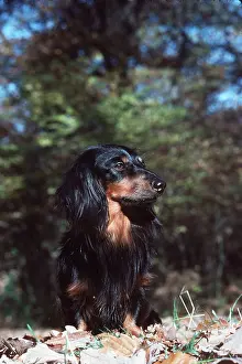 Teckel: DOG - Long-Haired Dachshund / Teckel