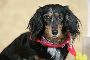Nervous: Dog - long-haired Dachshund / Teckel wearing scarf