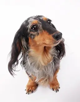 Longhaired: Dog Longhaired Dachshund