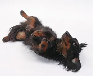 Longhaired: Dog Longhaired Dachshund
