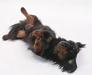 Longhaired: Dog Longhaired Dachshund