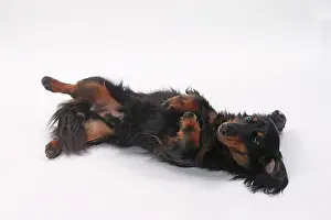 Longhaired: Dog Longhaired Dachshund