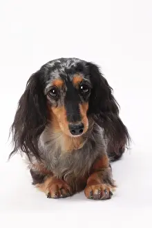 Longhaired: Dog Longhaired Dachshund