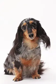 Longhaired: Dog Longhaired Dachshund