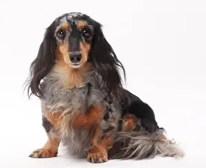 Longhaired: Dog Longhaired Dachshund