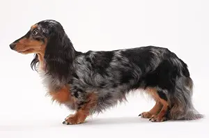 Longhaired: Dog Longhaired Dachshund