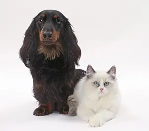 Longhaired: Dog Longhaired Dachshund and Ragdoll Cat