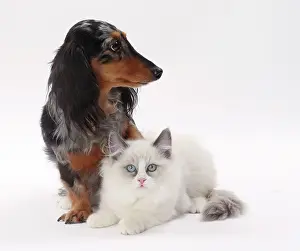Longhaired: Dog Longhaired Dachshund and Ragdoll Cat