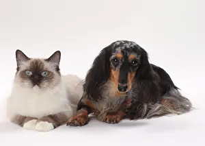 Ragdolls: Dog Longhaired Dachshund and Ragdoll Cat