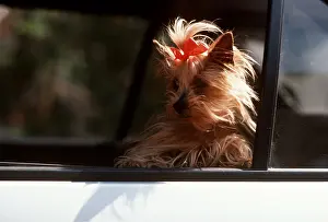 Vehicles: DOG - Looking out of car window