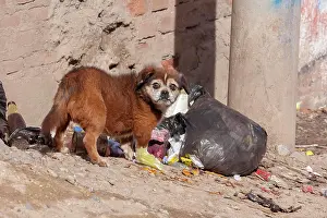 Plastic: Dog looking for food in a garbage bag