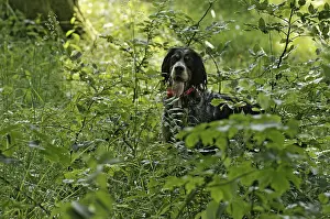 Quest: Dog looking for young Eurasian Woodcock to tag them