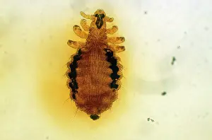 Lice: Dog Louse (x10)