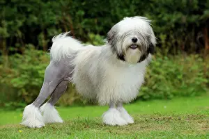 Lowchens: DOG. Lowchen