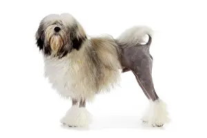 Lowchens: DOG. Lowchen