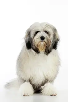 Lowchens: DOG. Lowchen