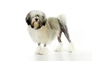Lowchens: DOG. Lowchen