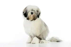 Lowchens: DOG. Lowchen