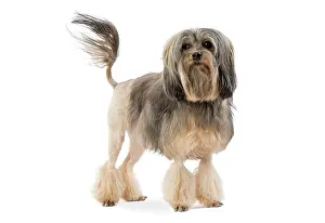 Lowchen: Dog - Lowchen / Little Lion Dog