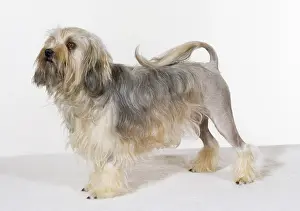 Lowchens: DOG - Lowchen, standing, studio shot